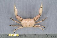 藏品(長手隆背蟹)的圖片